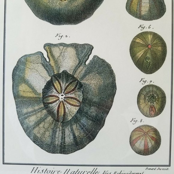1700s Sand Dollar Echinoderm Print, Natural History Collection by Benard Direxit - Picture 6 of 11